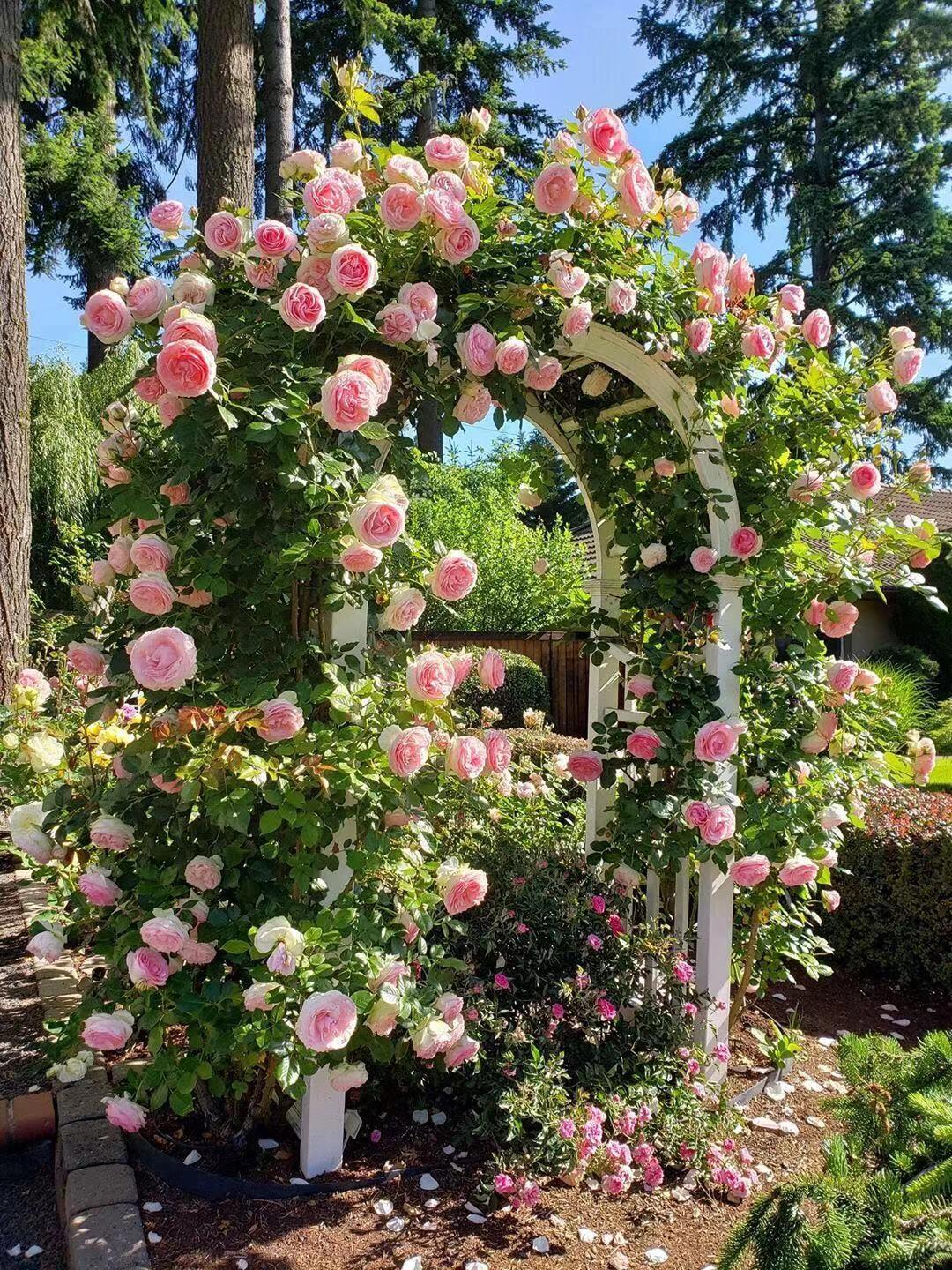 Climbing Rose