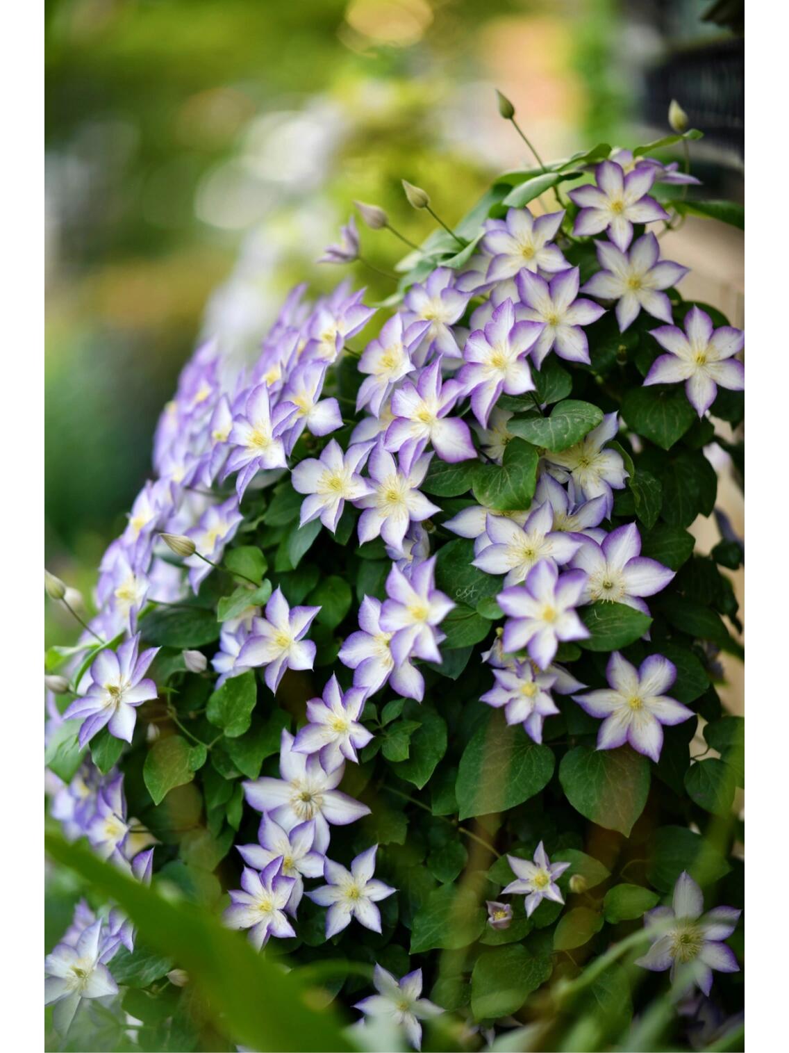 Clematis【Lucky Charm】- 9P Liveplant｜Large Bloom｜