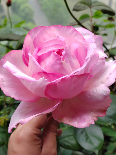 Yves Rose【Sucre D'Art｜シュクレダール】 - 2 Gal OwnRoot LivePlant｜伊芙砂糖艺术
