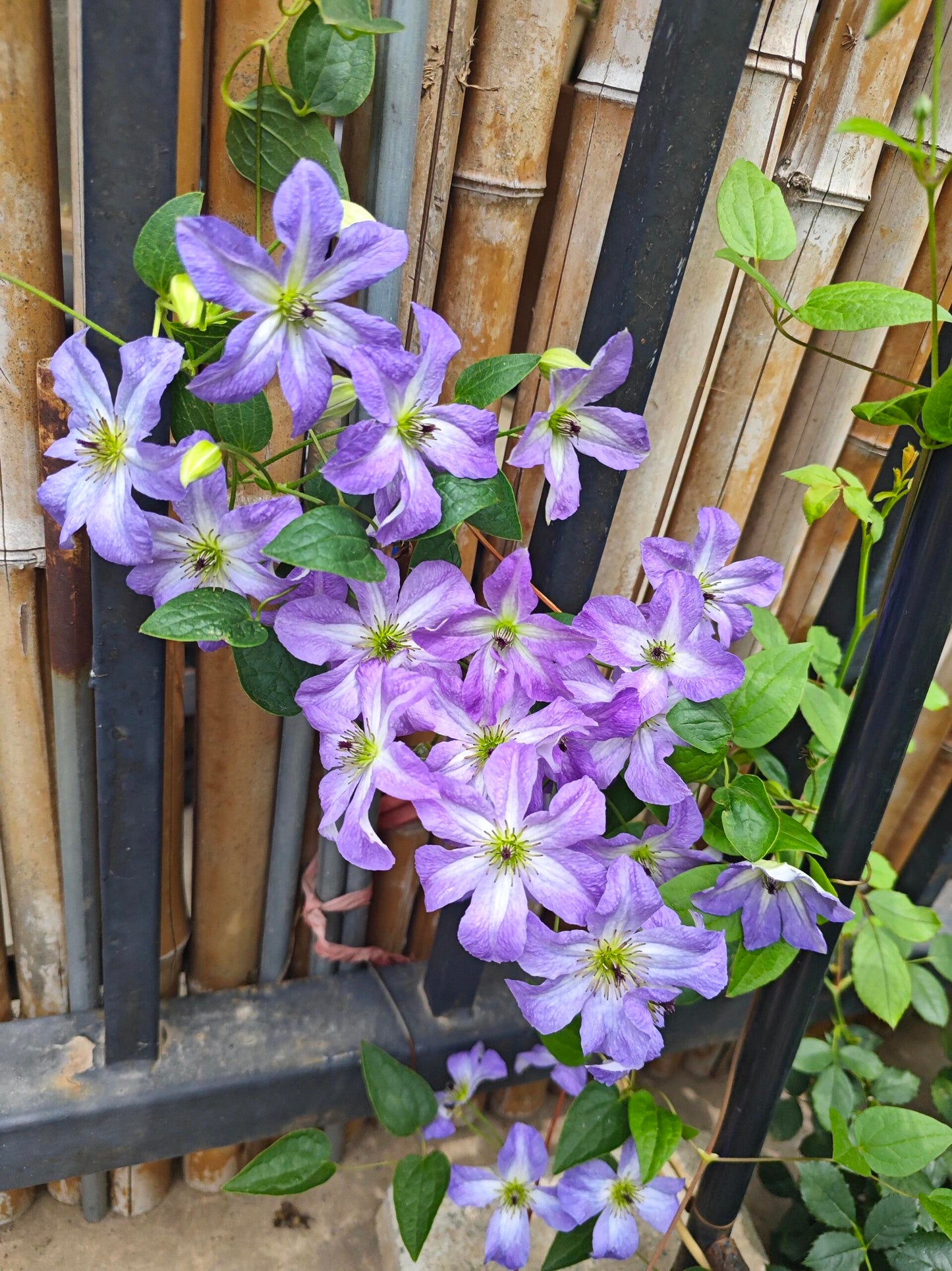 Clematis【Sea Breeze】- Live plant with flower buds｜海风｜Blue Clematis