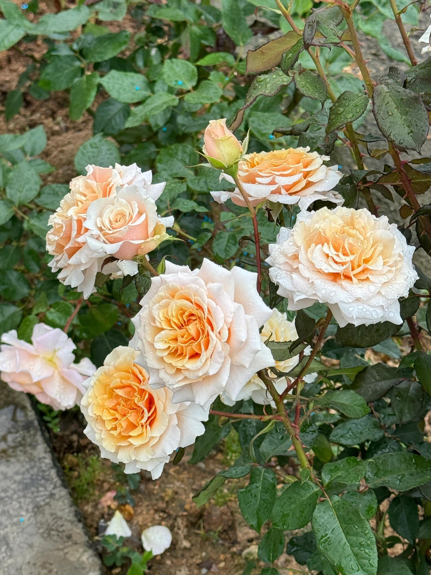 Rosa【Ben Weatherstaff｜ ベン ウェザースタッフ】- 1.5 Gal OwnRoot LivePlant｜Japanese 2020 New Variety｜ Vintage Large Bloom｜wavy edge｜Fragran ｜园丁老班