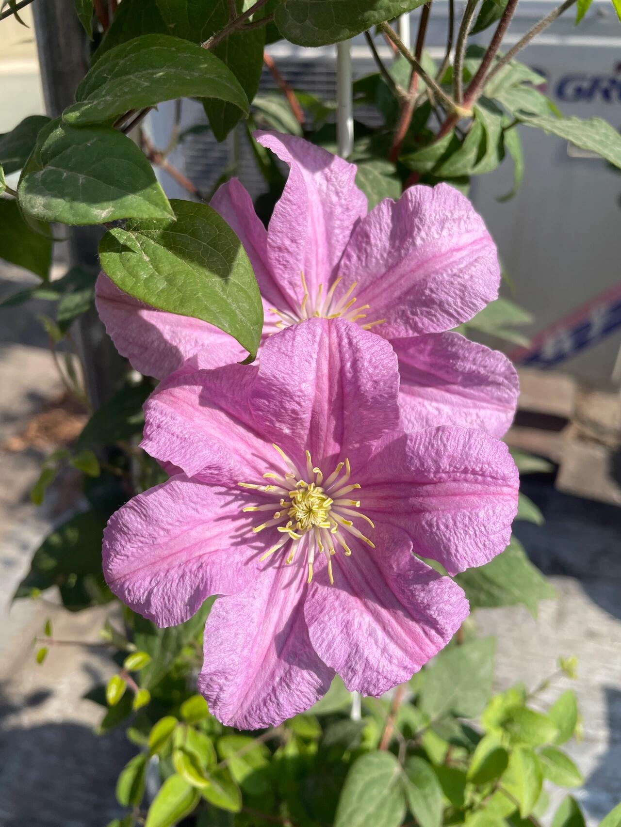 Clematis【Comtesse de Bouchaud】- LivePlant｜包查德 女侯爵｜Cute Flower