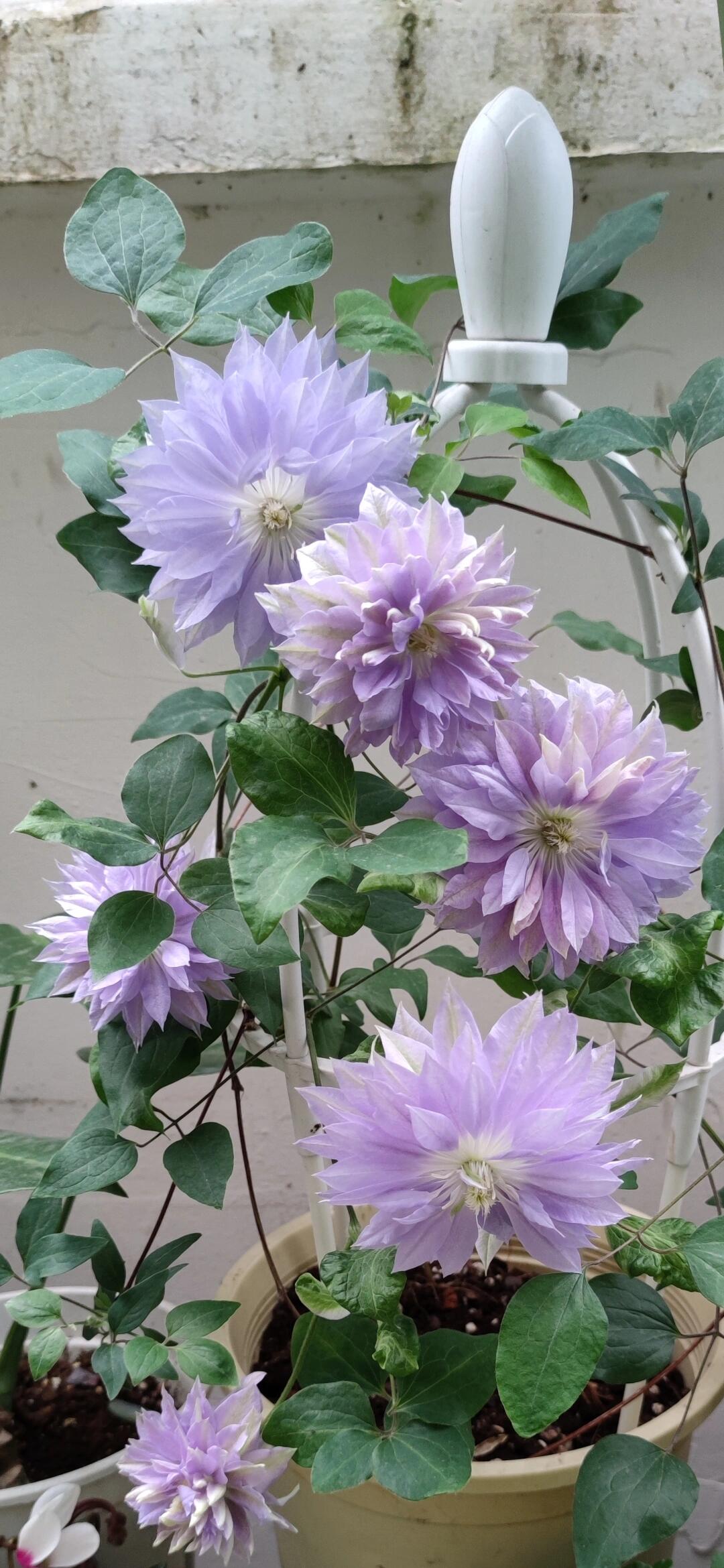 Clematis 【Ruriokoshi ｜ルリオコシ】- 9P LivePlant|  琉璃 ｜Japanese Rare Clematis | Rich and Unique Colors