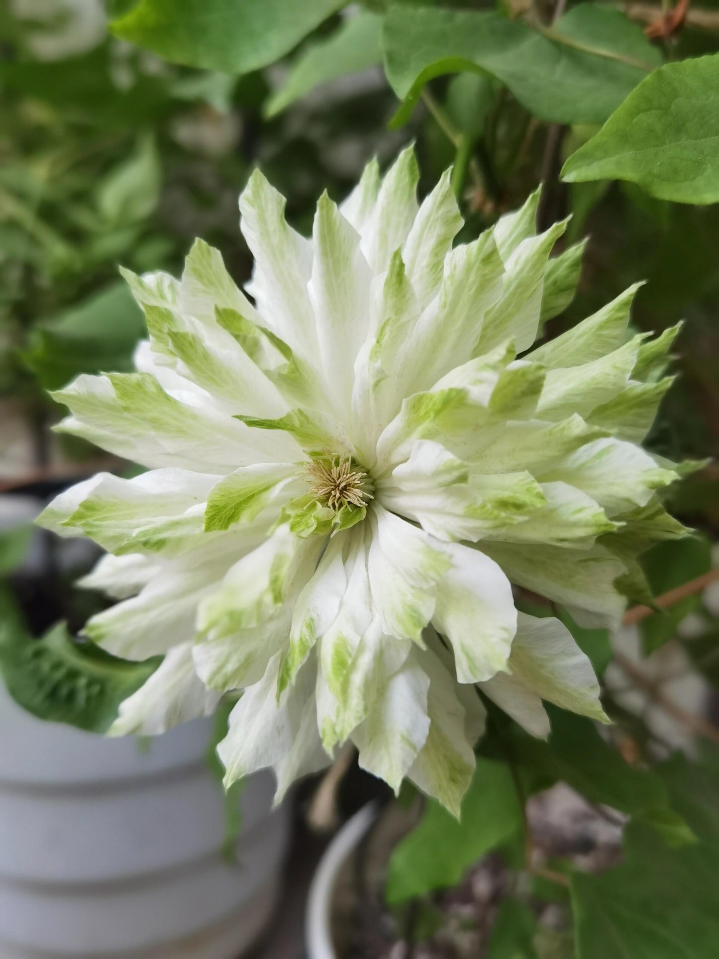 Clematis - 【Sen no kaze|千の風】10P LivePlant| Tetsuya Hirota| 风之森林| Cold Hardy | Rare Double-flowered|