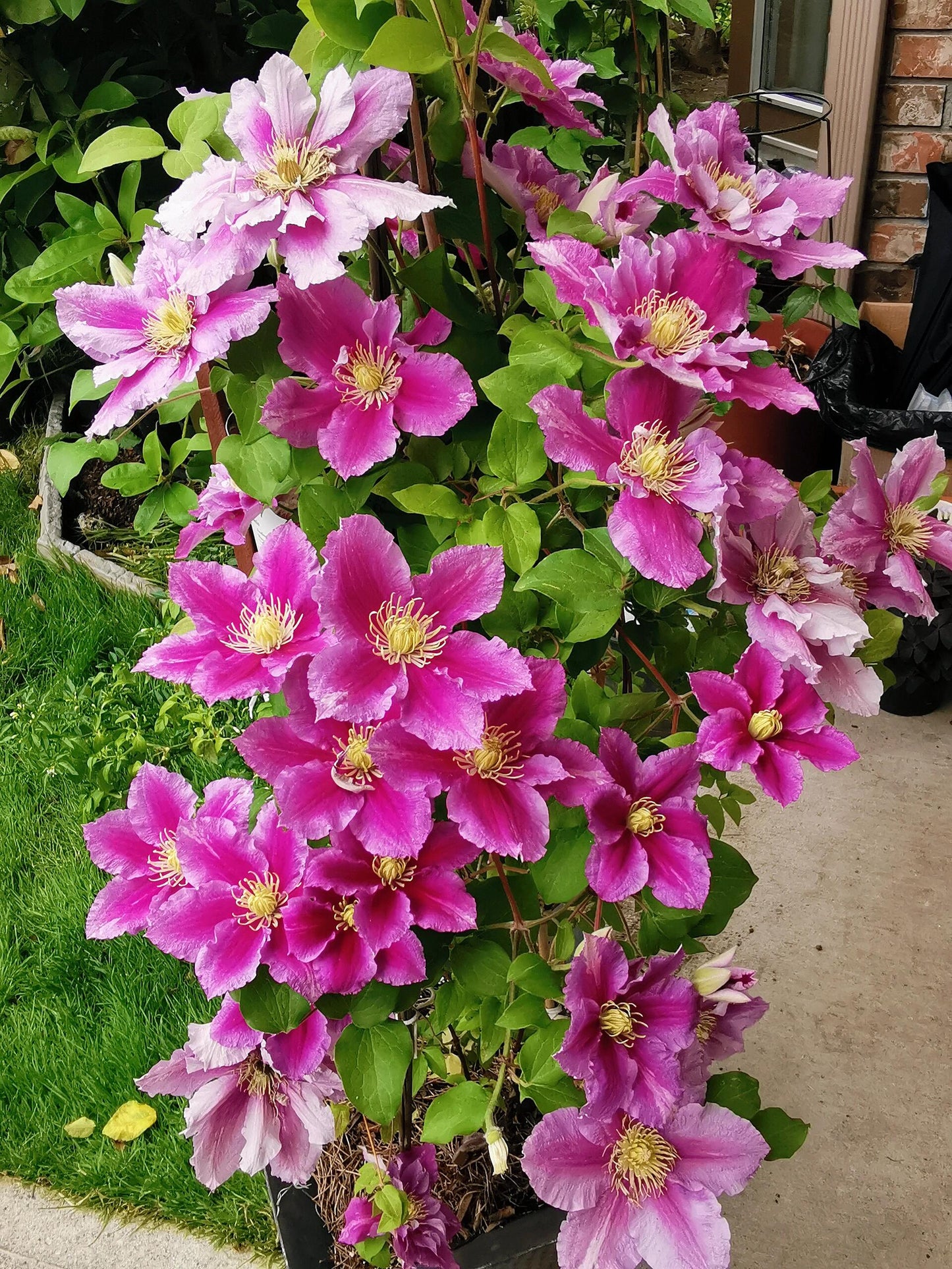 Clematis【Piilu｜小鸭】- 9P LivePlant｜