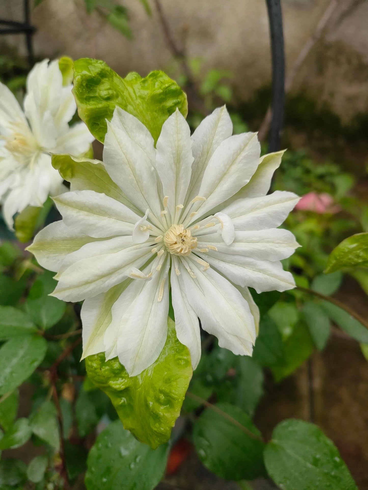 Clematis【Shiko Yukiokoshi｜ゆきおこし】- LivePlant｜雪妆 |Rare Japanese Double-flowered| Cold Hardy| Perennial| Pollinator Friendly| Fast-Growing