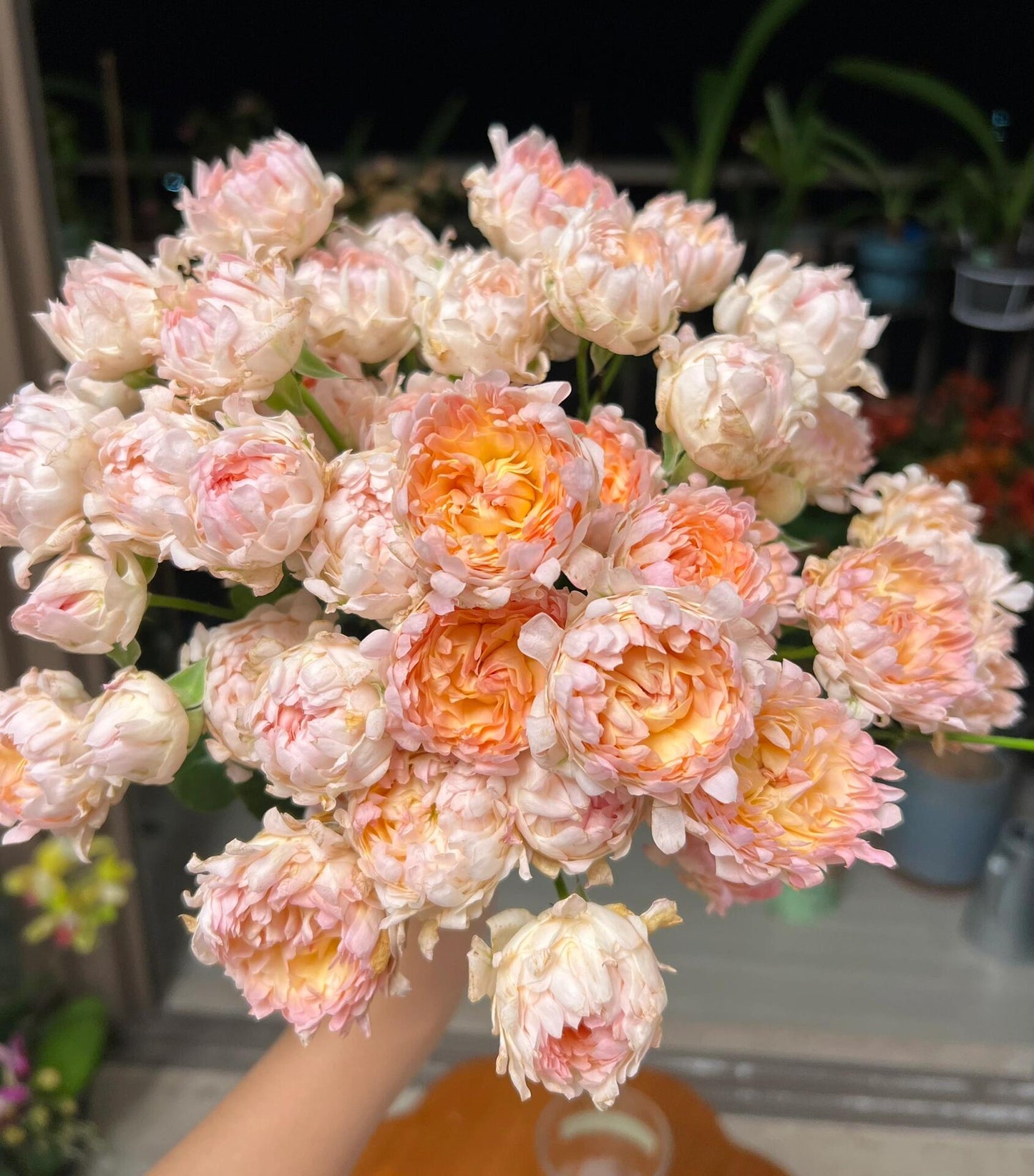 Rare Rose【Peach Anemone】- OwnRoot LivePlant｜桃子海葵｜New Variety｜Sawtooth Edge｜Rich Color