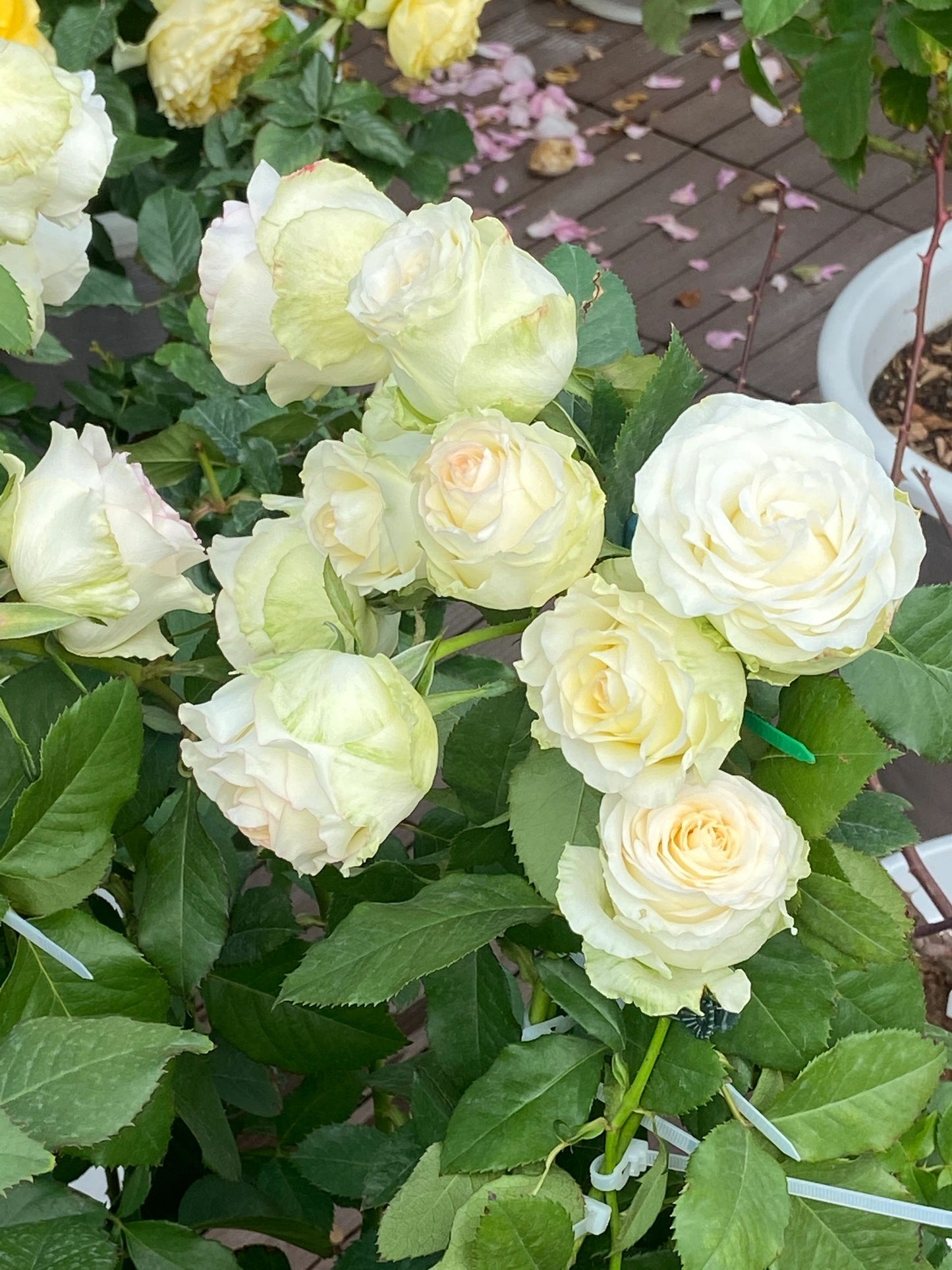 Rose【White Jumilia】- 1.5 Gal OwnRoot Live Plant｜白艾莎｜Sport varieties of the Jumilia rose｜Perfect New variety