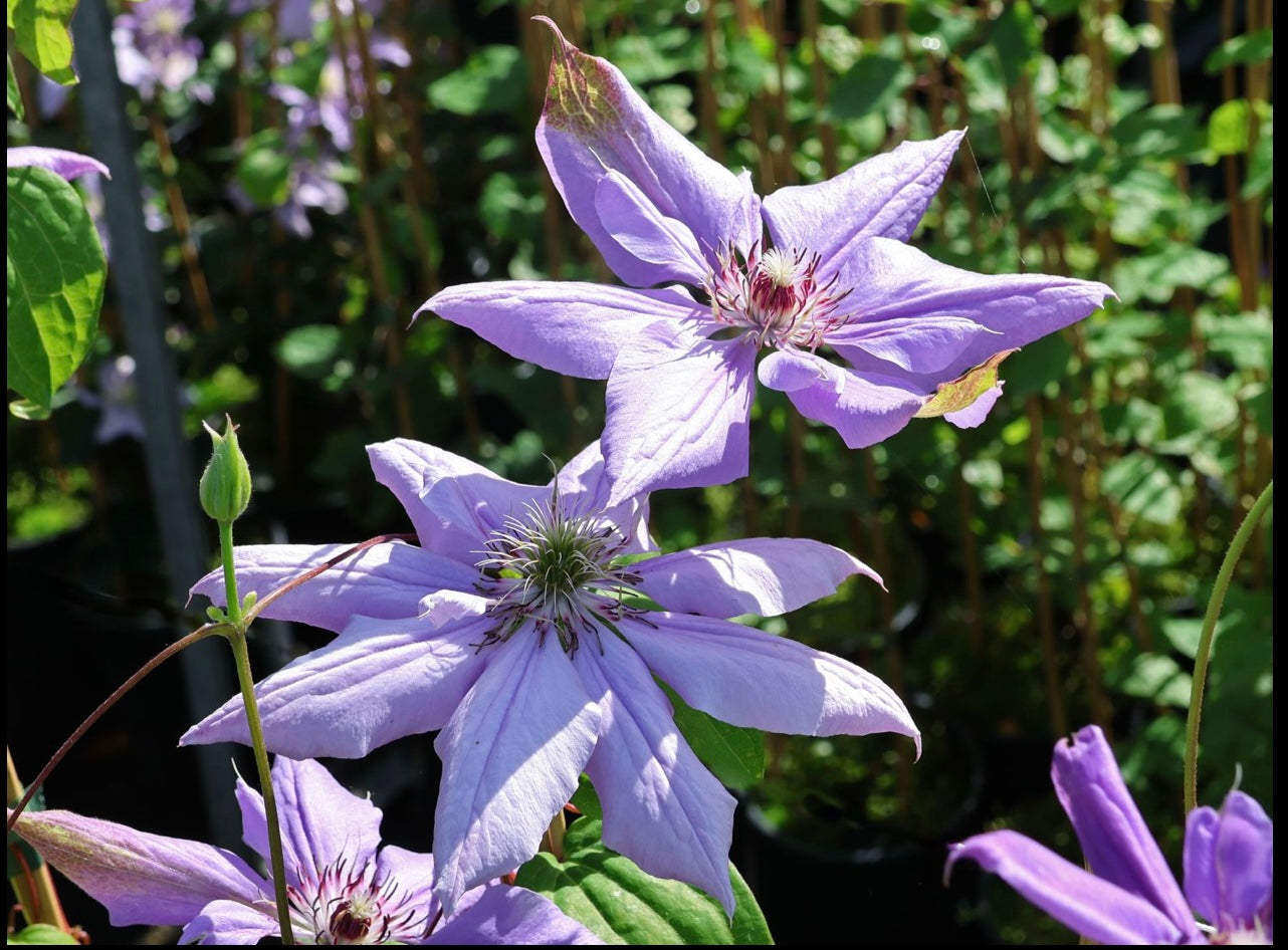 Clematis【Matsuri Daiko｜祭り太鼓】- LivePlant｜花太鼓｜Bluish-purple double blooms