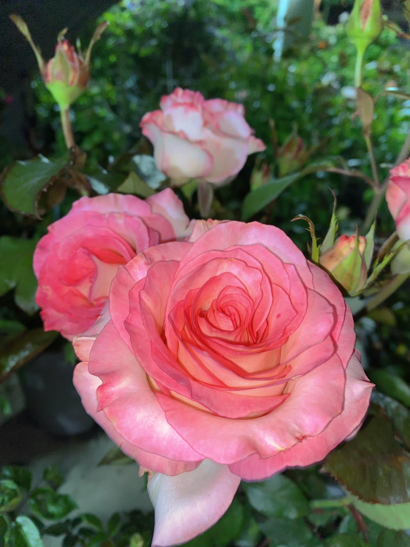 Rose【BouLevard】- 1.5 Gal OwnRoot LivePlant｜林荫大道｜Large Bloom ｜武媚娘