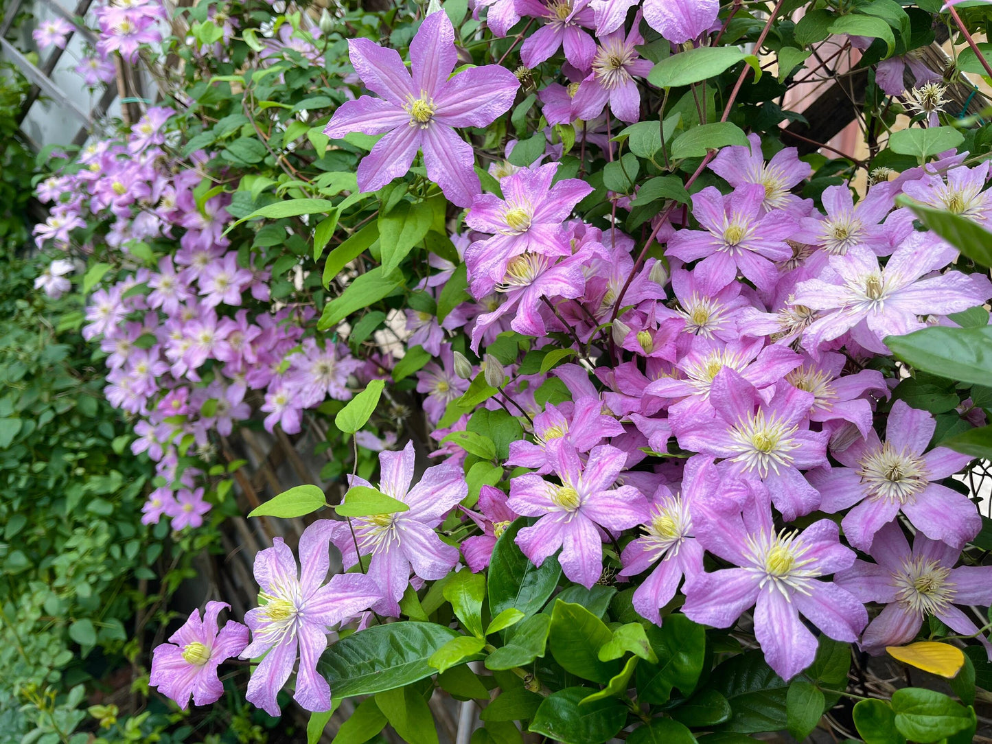 Clematis【Comtesse de Bouchaud】- LivePlant｜包查德 女侯爵｜Cute Flower