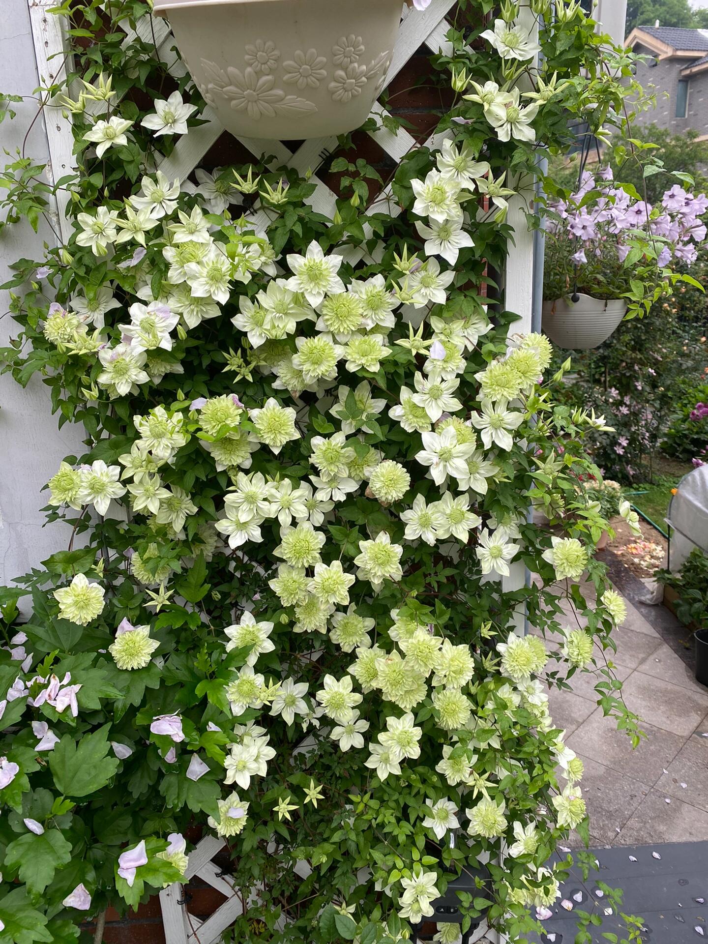 Clematis 【Alba Plenal | 白万重】-  9P LivePlant| Shade Tolerant| 小绿| 绿玉| Popular Varieties|