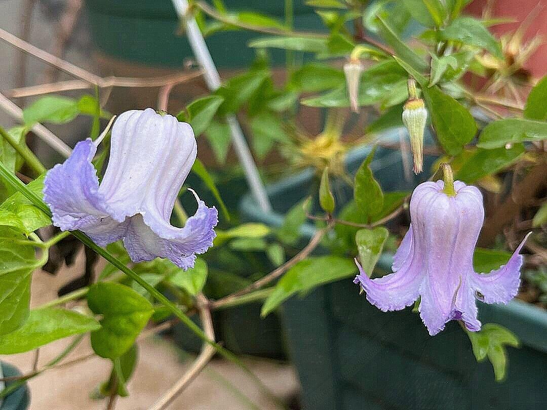 Blue Octopus Clematis【クリスパ・エンジェル| Crispa Angel】-LivePlant｜克里斯帕天使｜Bell-shaped｜Clematis florida var. sieboldiana｜タコクレマチス