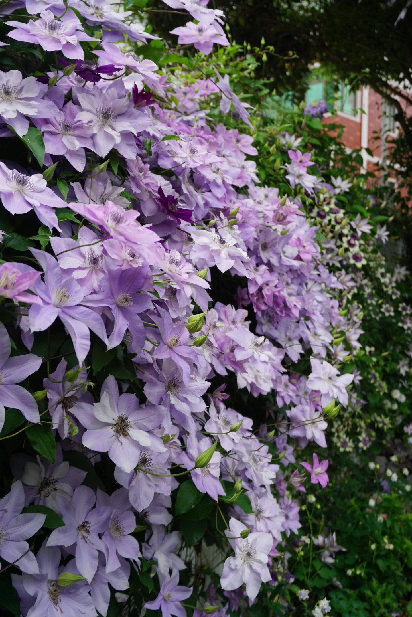 Clematis【Reflections】- LivePlant｜倒影| Double-flowered| Cold Hardy|Perennial|Pollinator Friendly| Low Maintenance| Popular| Bloom Repeatedly