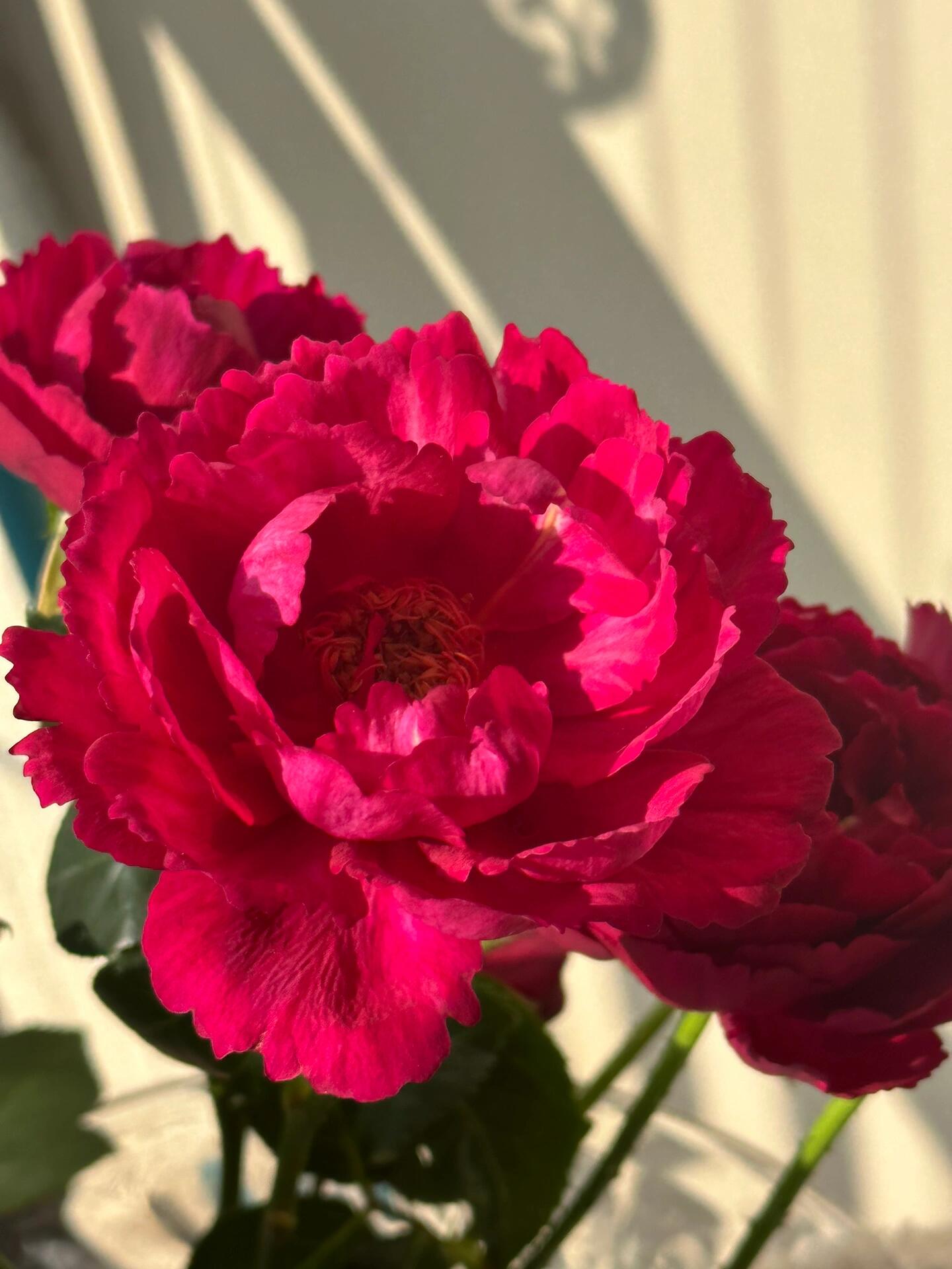 Rose【Ligare｜リガーレ】- 真彩 230| Striped | 领带| Heat Resistant| Intense Fragrance| Peony Bloom| Floribunda | Wave Petals