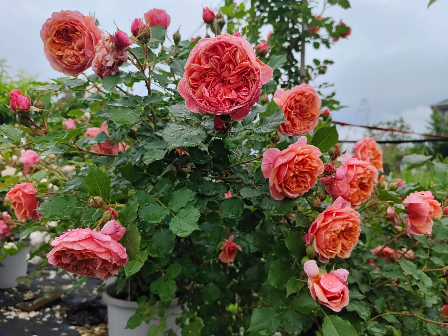 Rose【Silk Road｜シルクロード】- Japanese New Variety 2022｜丝绸之路 | Takunori Kimura｜Small Climbing & Shrubs| Excellent Resistance| Redolent