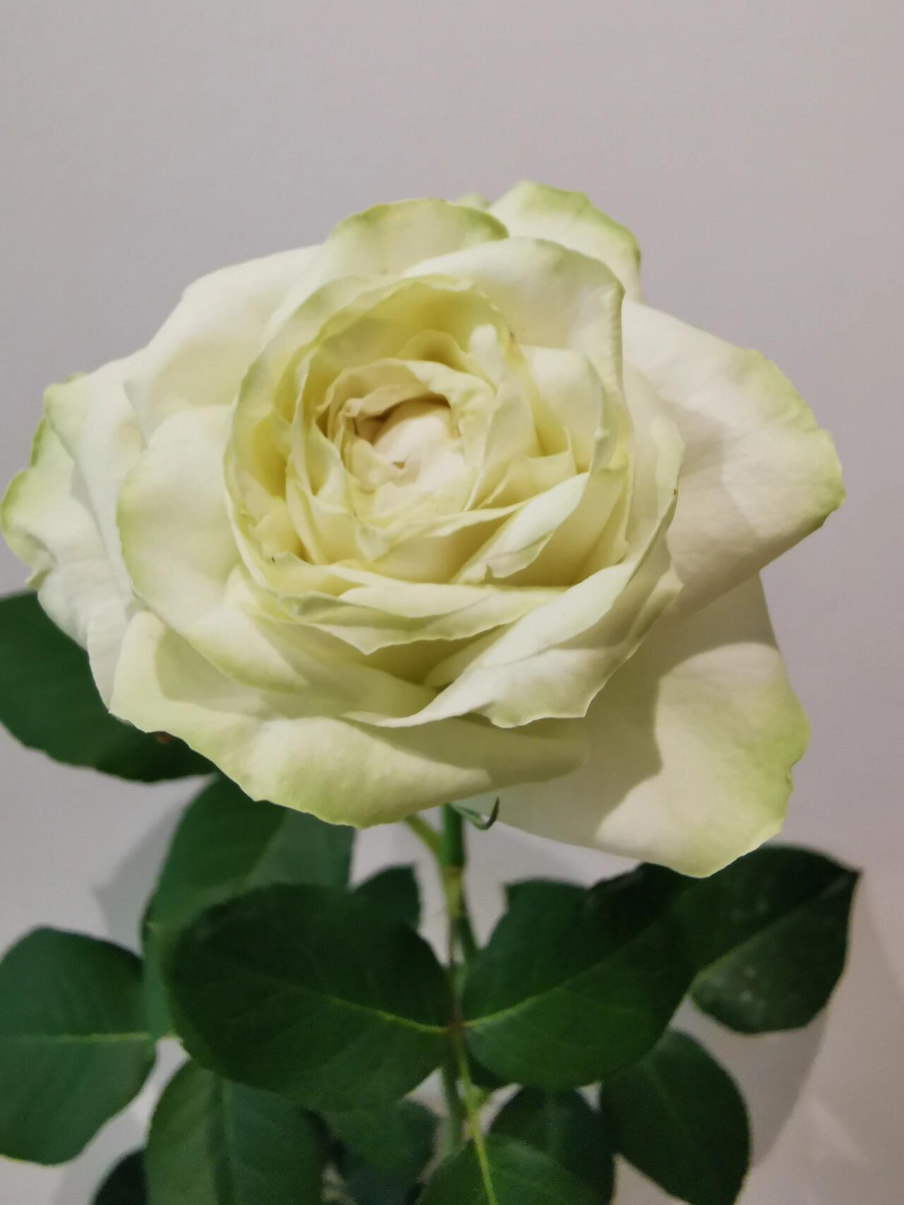 Rose【Wakana｜わかな】-1.5 Gal OwnRoot LivePlant｜Green Rose｜若菜｜木村卓功