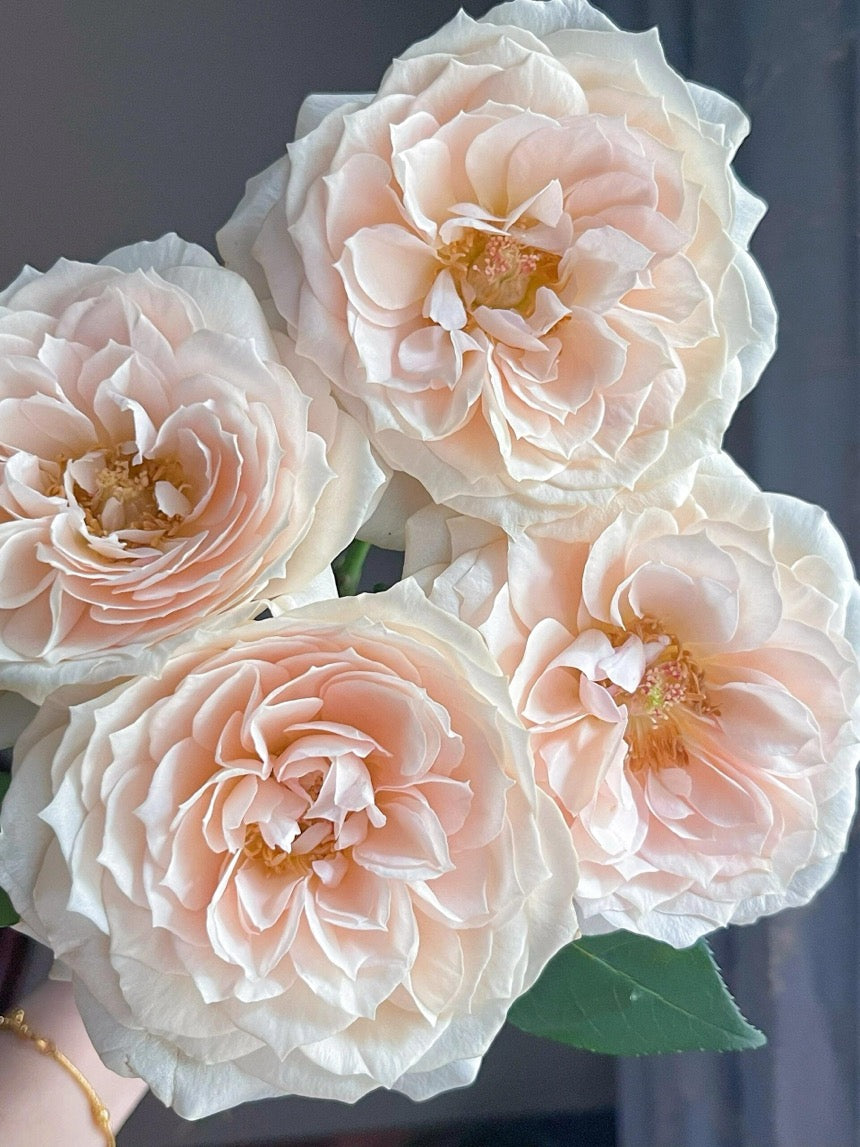 Rose【Royal Diva】- 1.5Gal OwnRoot LivePlant｜皇家迪瓦｜歌剧皇后｜Fru Nerby｜Strong-scented blooms