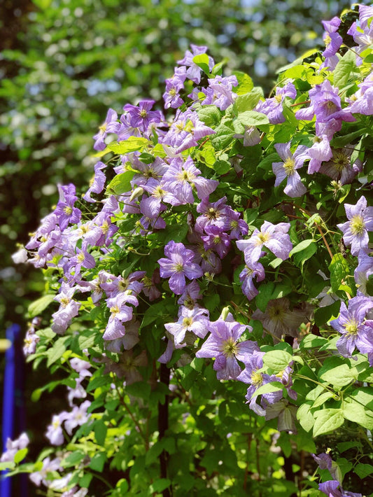 Clematis【 Emilia Plater】- LivePlant｜艾米丽花盘｜Blue Flower Waterfall