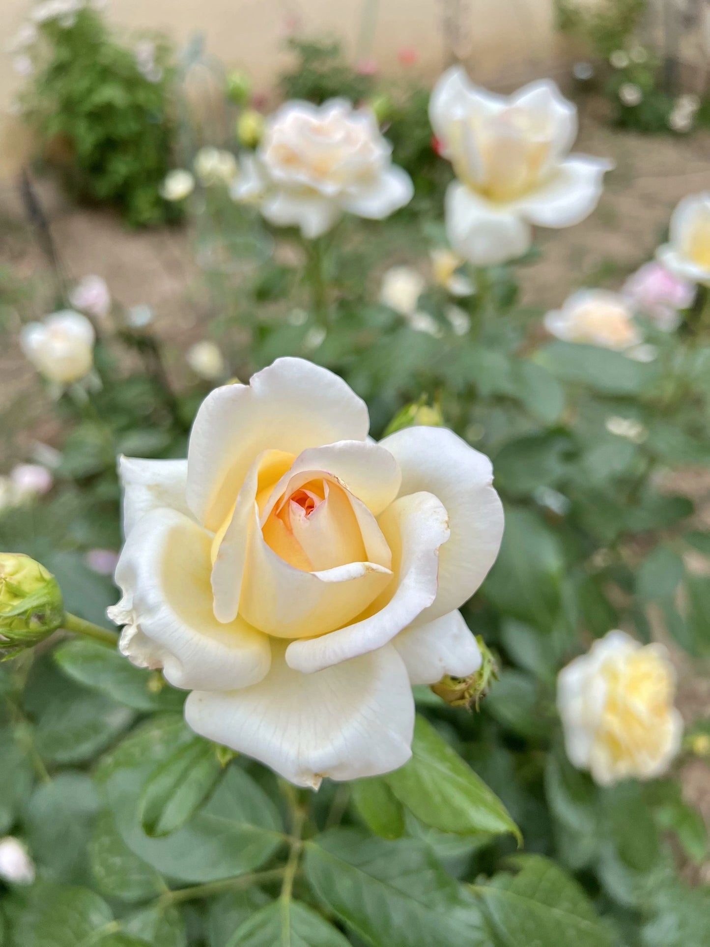 Rose【Anastasia】- 1.5 Gal OwnRoot LivePlant｜假面公主｜Award-Winning Variety｜Popular Yellow