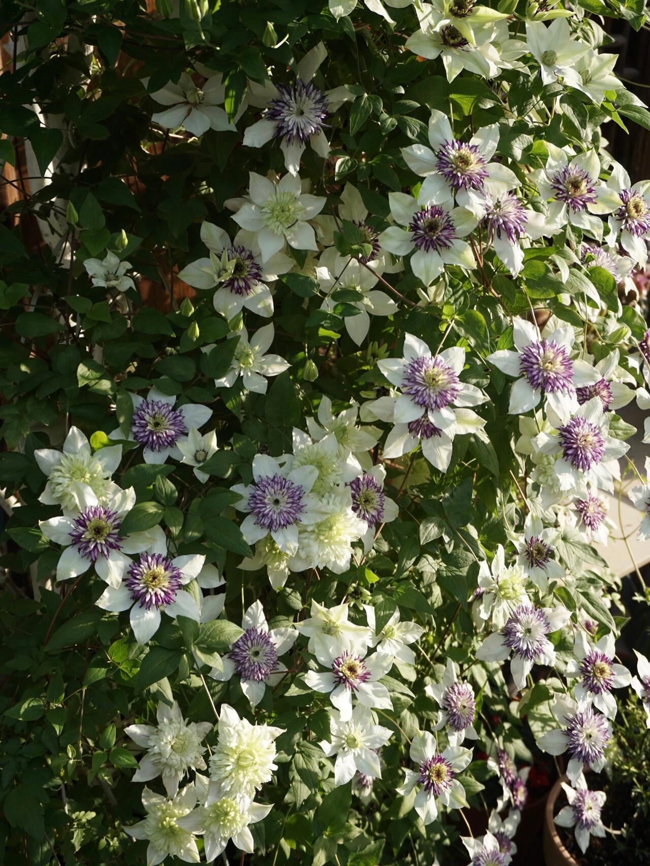 Rare Clematis 【New Viennetta 】- 9PLive Plant| -  Double-flowered | 千层雪| 新幻紫| Florida Group| Large Flower