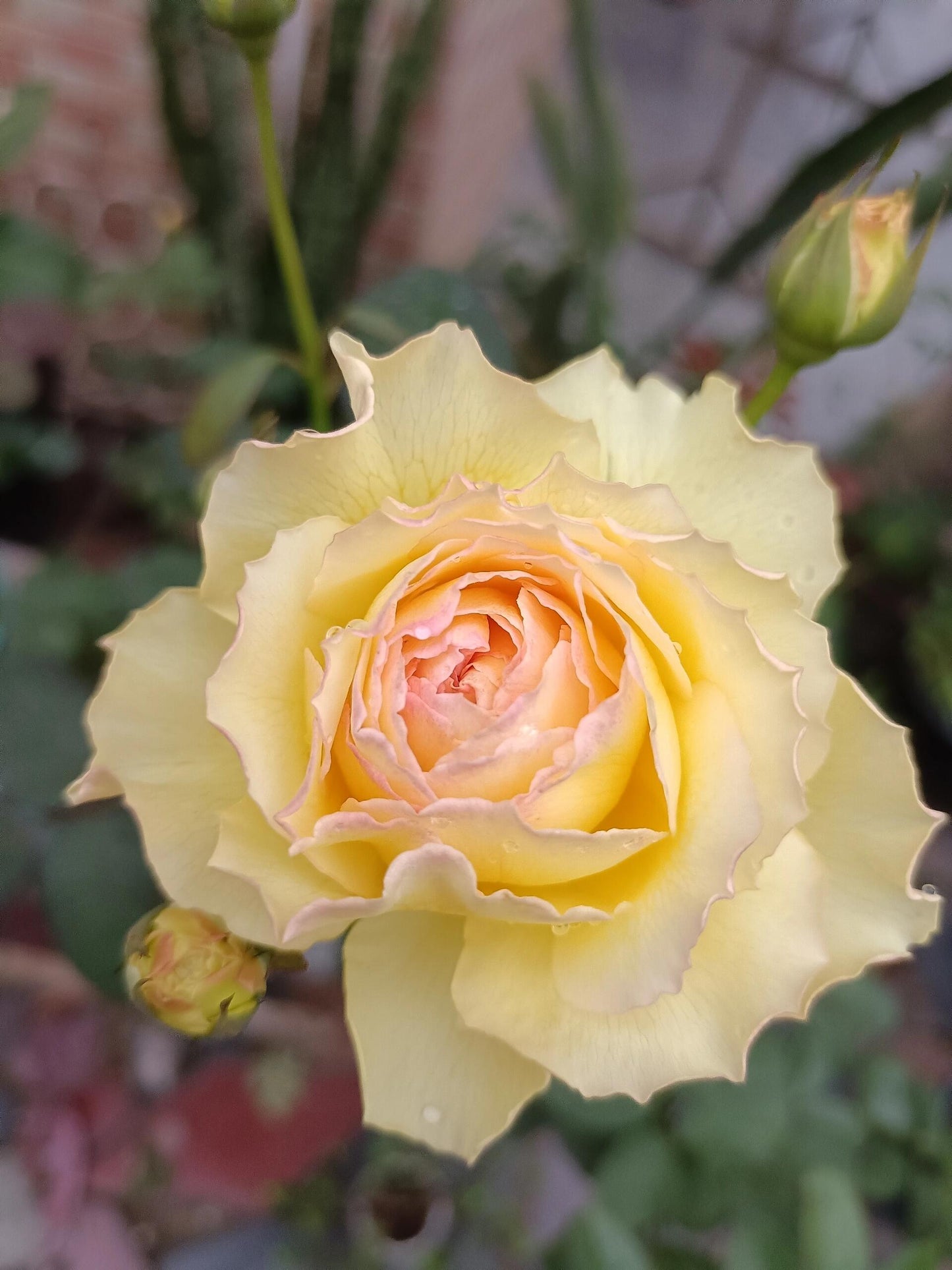 Rose【Kagelou| カゲロウ】- Japanese 2020 New varieties| 阳炎/蜉蝣| Fruity Fragrance| Discoloration| Ruffled bloom| Especially| Floribunda| Redolent|  HeatResistant