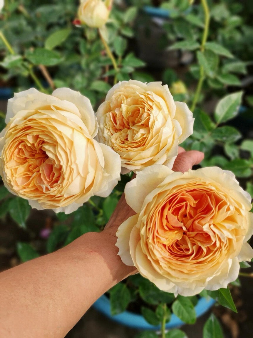 Rose【Caramel Antike】-OwnRoot LivePlant｜Large Bloom｜焦糖古董| Heat Resistant| Flawless| Less Thorns| Floribunda| Redolent| Sunshine Rose