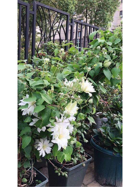 Clematis【Shiko Yukiokoshi｜ゆきおこし】- LivePlant｜雪妆 |Rare Japanese Double-flowered| Cold Hardy| Perennial| Pollinator Friendly| Fast-Growing