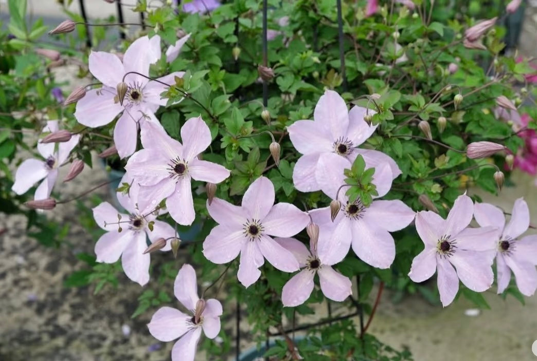 Rare Clematis【Pixie Dust】- LivePlant｜仙尘 ｜Polish Variety｜Vigorous Growth｜Abundant Blooms