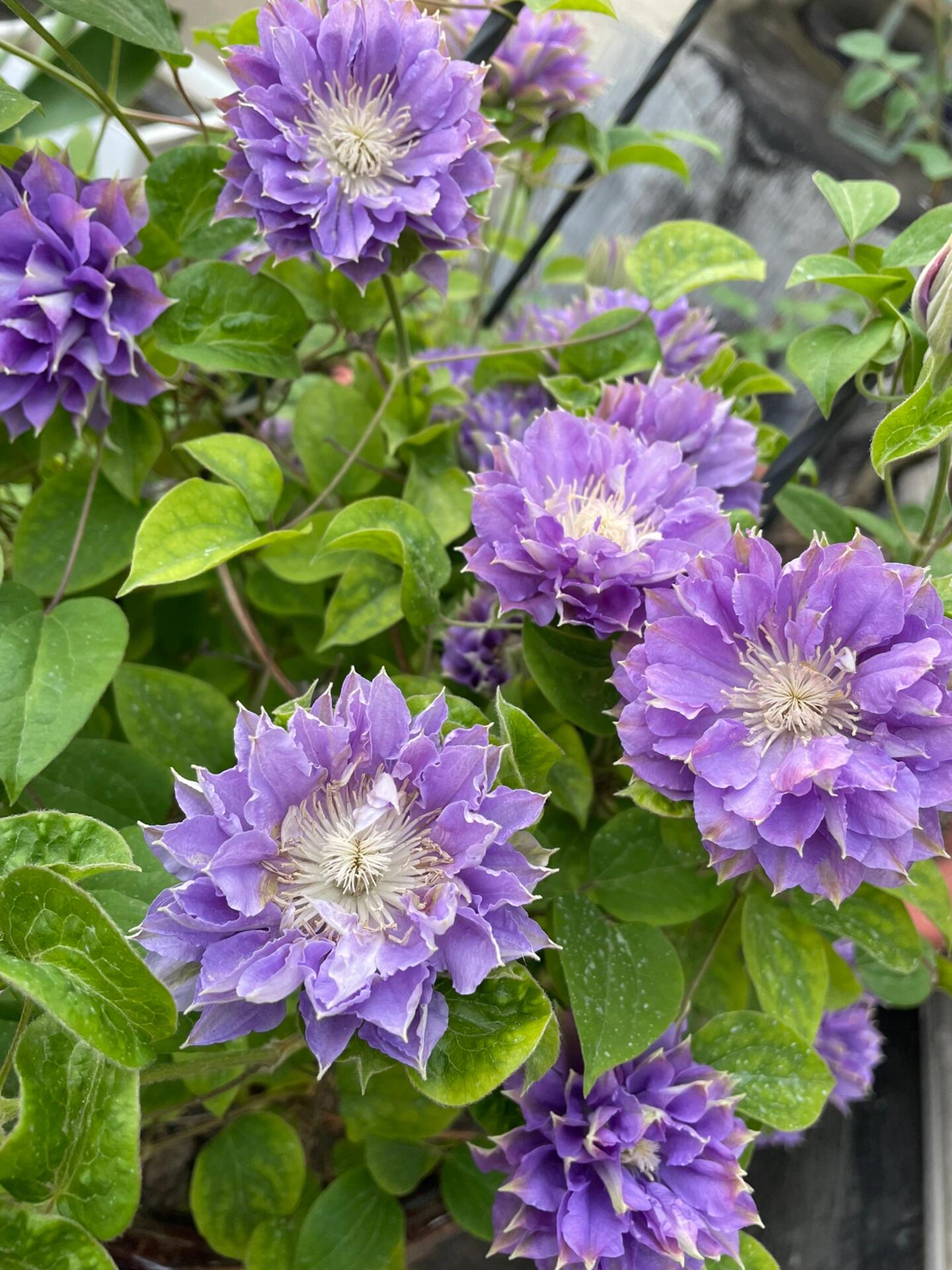 Clematis 【Enku｜円空】 - 9P LivePlant|Rare Popular Japanese Clematis| 圓空| Double-flowered |