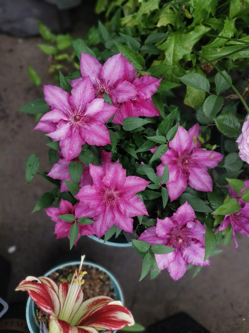 Dwarf Clematis【Luiza｜ルイーザ】-LivePlant｜路易莎｜Patio Clematis Large Flower| Tudor Patio| Easy to Grow| Fast Growth| Long Blooming Period| balcony-friendl