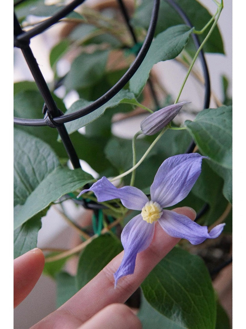 Clematis【Milky Way】-Live Plant｜银河系