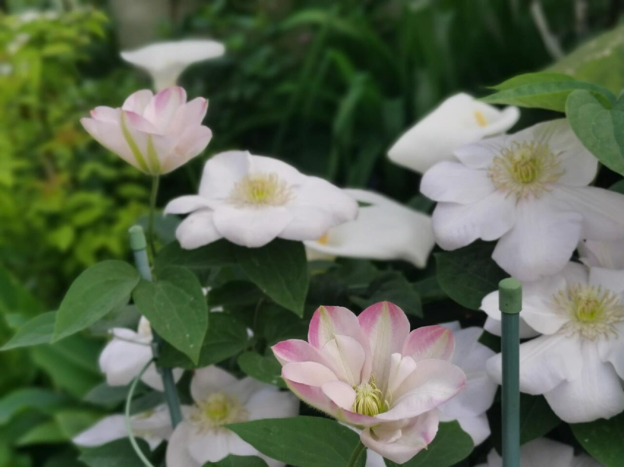 Rare Clematis【Innocent Blush】-LivePlant｜羞答答｜7 Lucky Petals｜