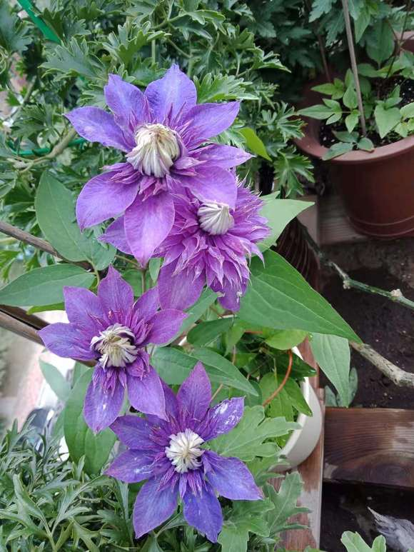 Clematis【Suisei Nigou｜スイセイ２号】- 9P LivePlant｜Japanese Rare Clematis｜水星二号｜彗星二号