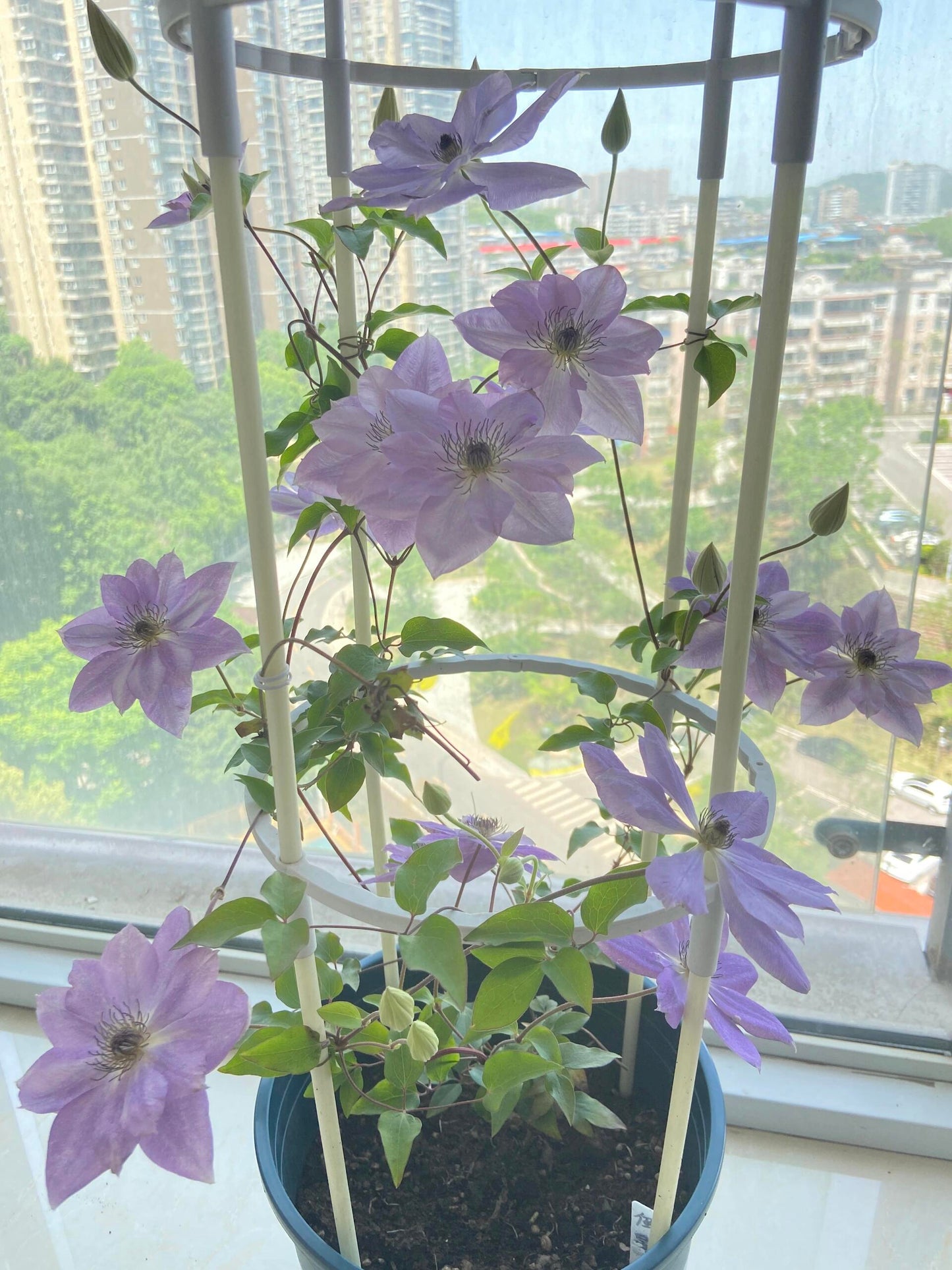 Clematis【Reflections】- LivePlant｜倒影| Double-flowered| Cold Hardy|Perennial|Pollinator Friendly| Low Maintenance| Popular| Bloom Repeatedly