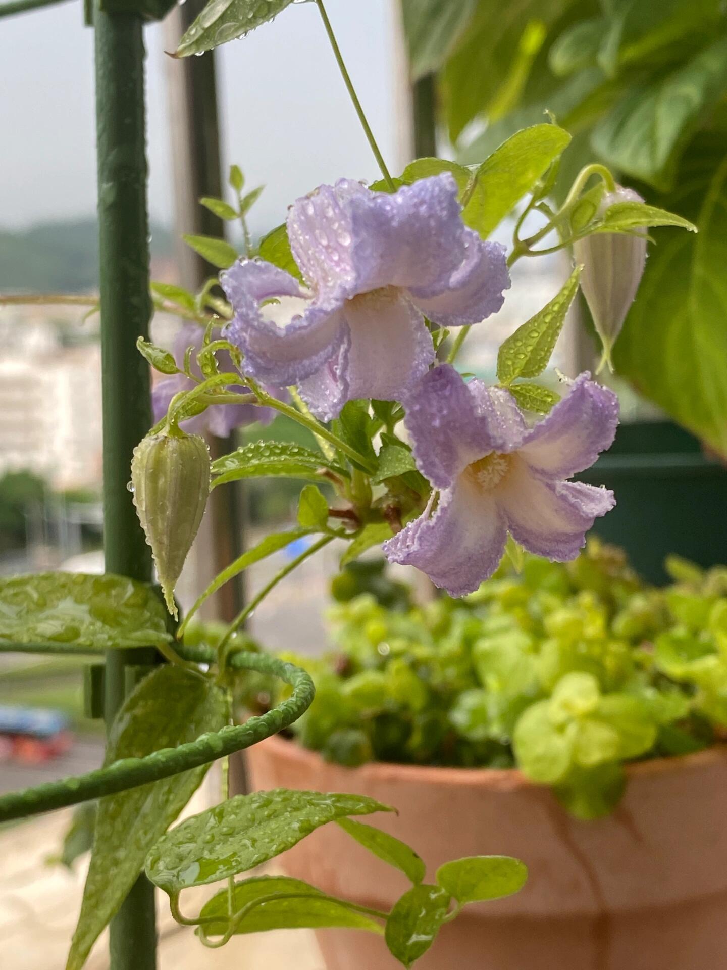 Blue Octopus Clematis【クリスパ・エンジェル| Crispa Angel】-LivePlant｜克里斯帕天使｜Bell-shaped｜Clematis florida var. sieboldiana｜タコクレマチス