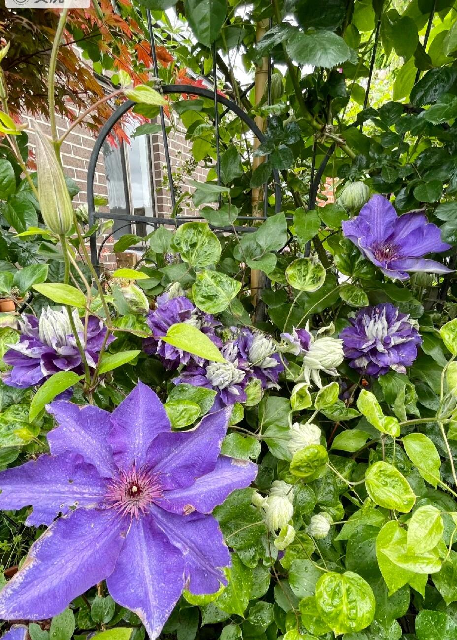 Clematis【Kiri Te Kanawa】- LivePlant｜Purple Double flowering｜卡瓦娜