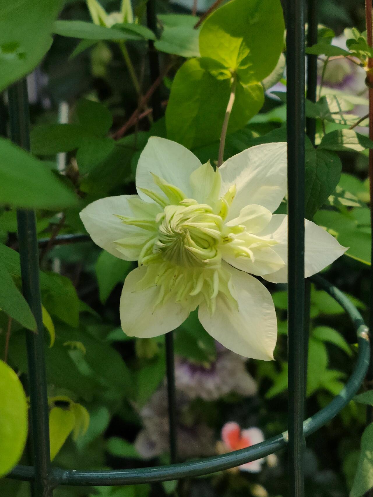 Clematis【Peppermint｜ミント】- LivePlant｜薄荷