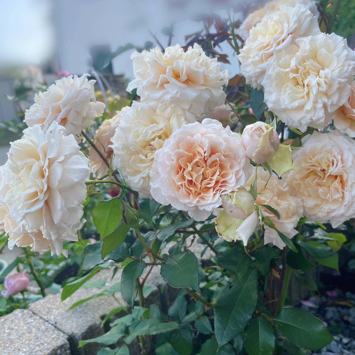 Rosa【Ben Weatherstaff｜ ベン ウェザースタッフ】- 1.5 Gal OwnRoot LivePlant｜Japanese 2020 New Variety｜ Vintage Large Bloom｜wavy edge｜Fragran ｜园丁老班