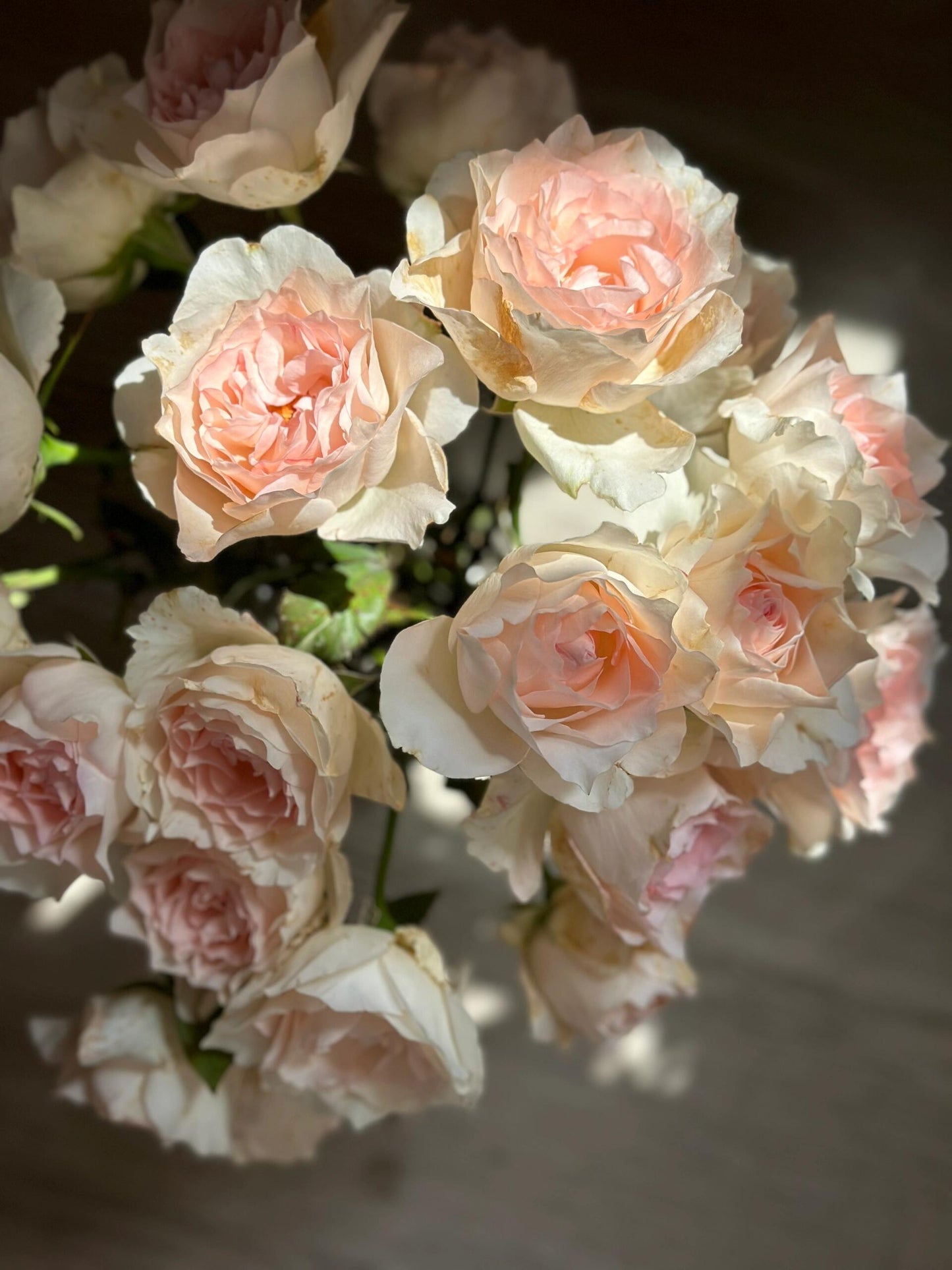 Rose【Aube Legere｜オーブ・レジェール】- 5 Gal Live Plant｜黎明天空｜Less Thorns｜Ever-Blooming｜New Variety 2019