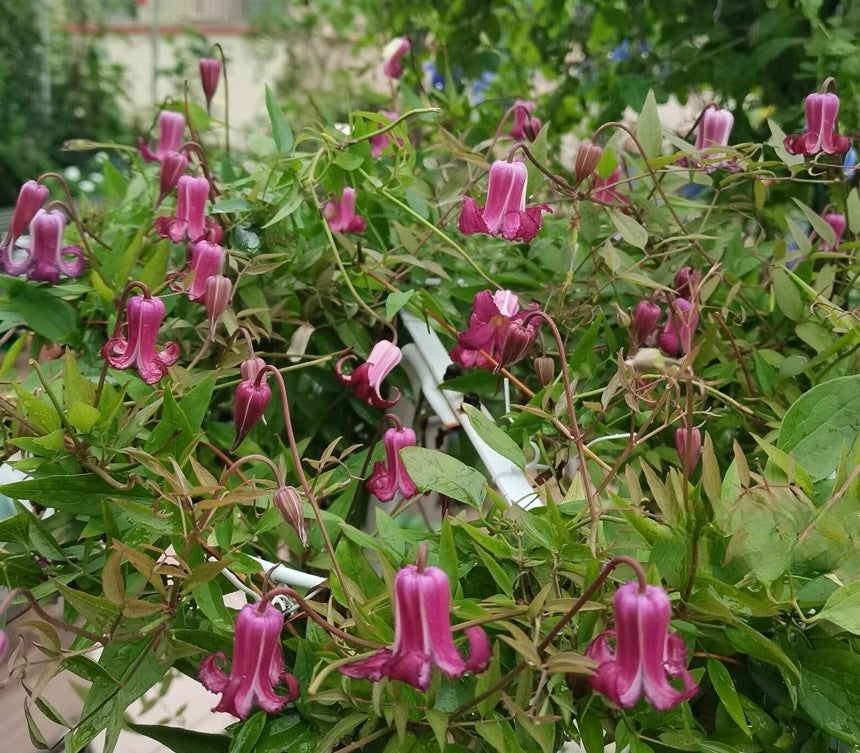 Clematis【Princess Red】- LivePlant｜绯红公主｜Purple-Pink Bell-Shaped Blooming｜