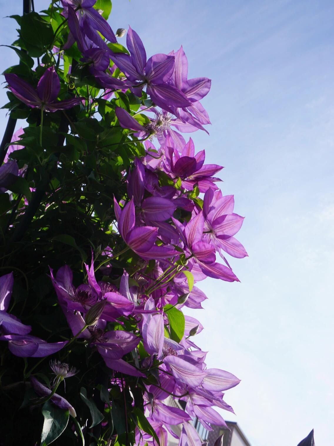 Clematis【Lizard｜トカゲ 】- LivePlant｜蜥蜴| Large Flowering| Cold Hardy| Fast-Growing| Flower Waterfall| Perennial| Pot Friendly| RareVine| Archway