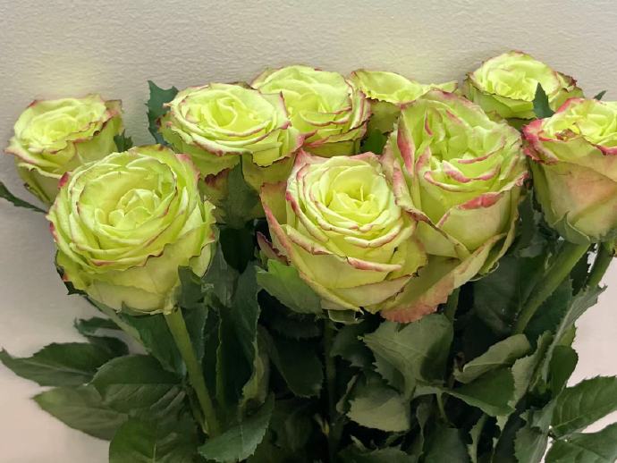 Rose【Green Apple｜グリーンアップル| 青苹果】- OwnRoot LivePlant｜New Variety Florists Rose| Large Flower| Extended vase life| Vivid Colors| Gradient