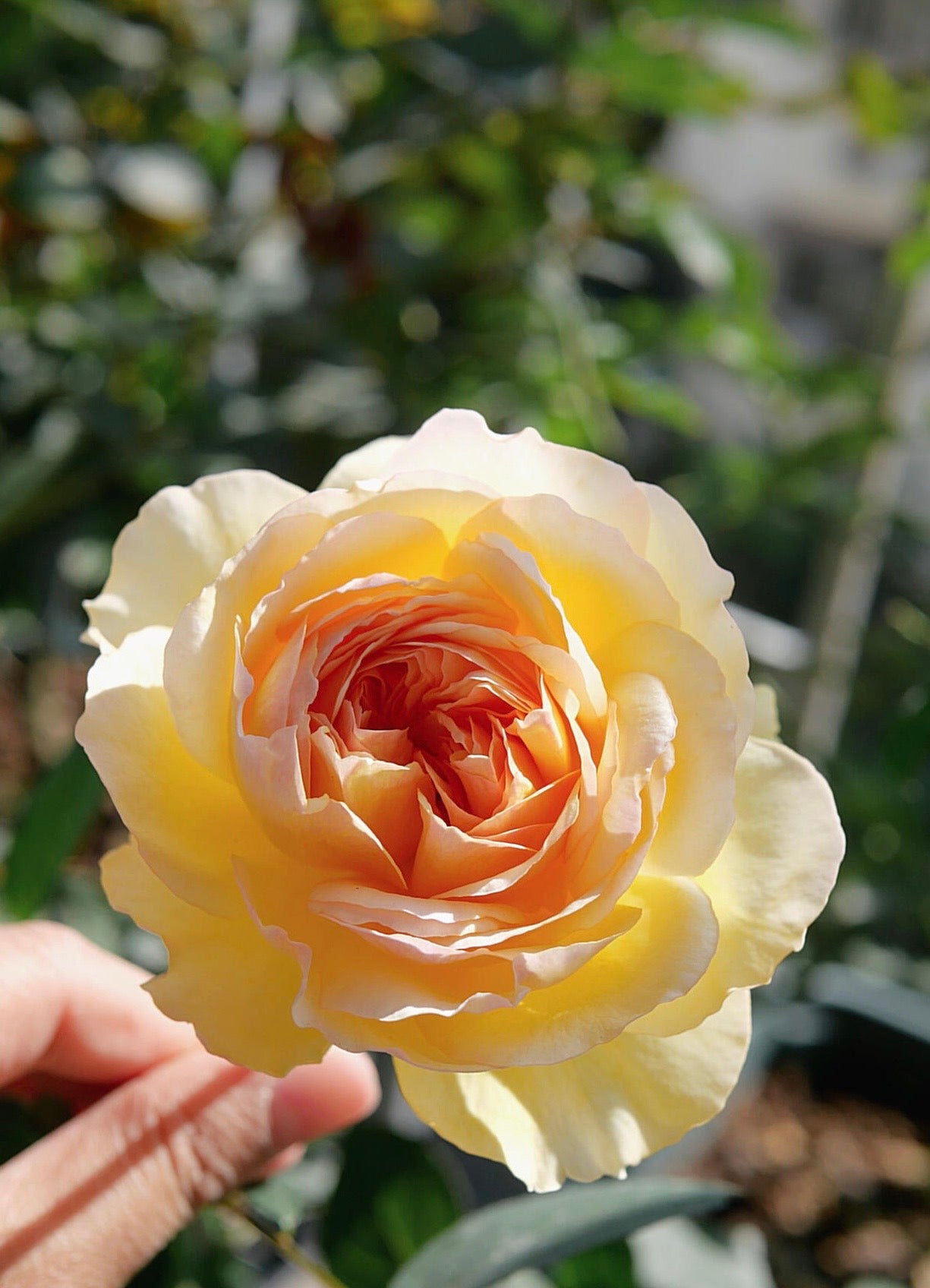 Rose【Kagelou| カゲロウ】- Japanese 2020 New varieties| 阳炎/蜉蝣| Fruity Fragrance| Discoloration| Ruffled bloom| Especially| Floribunda| Redolent|  HeatResistant