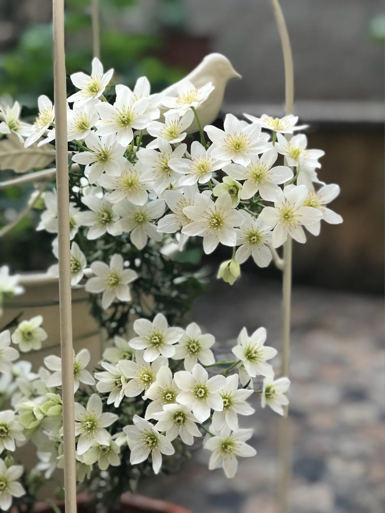 Clematis【Joe】- Liveplant｜银币｜Popular Floral waterfall