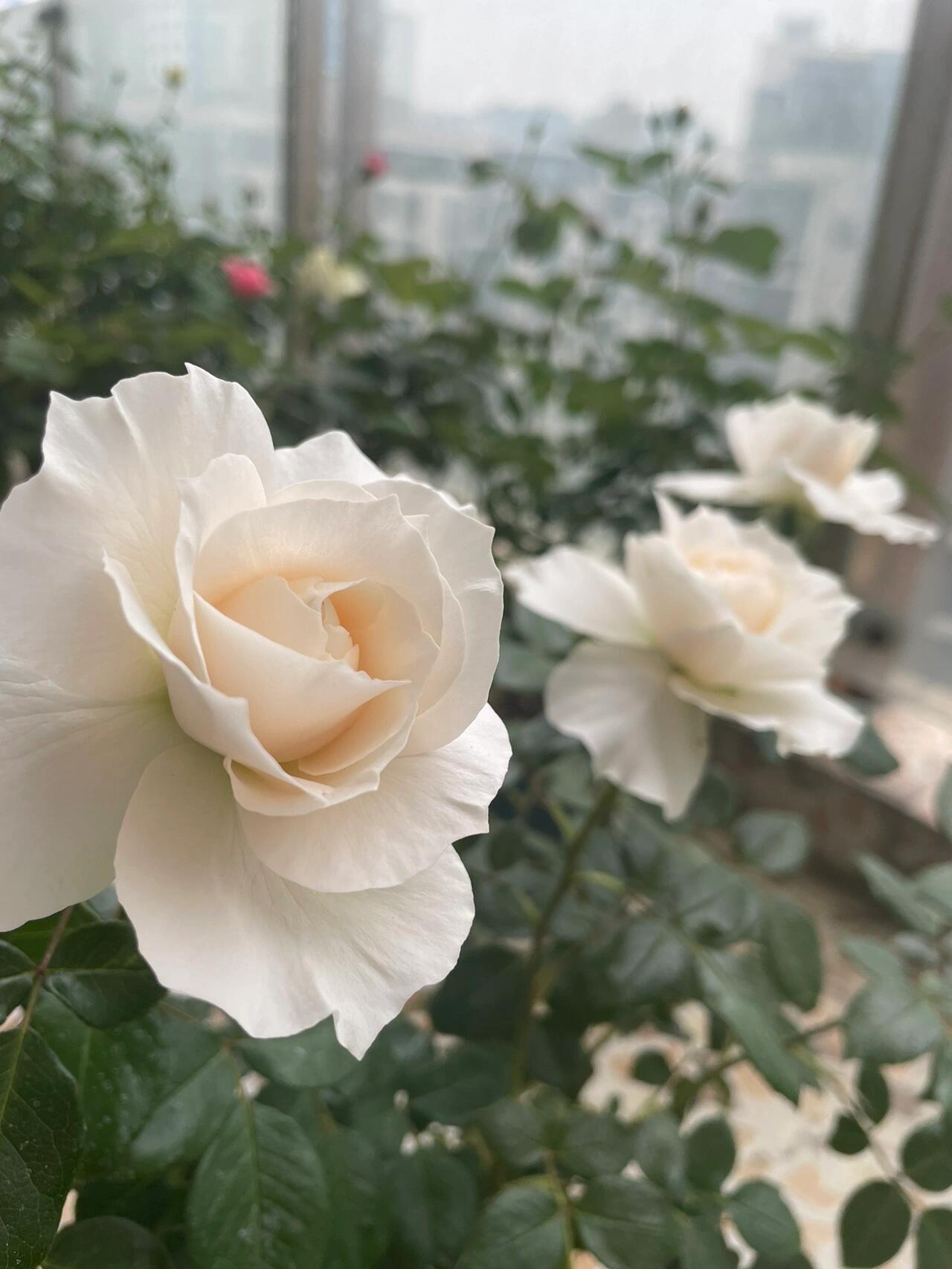 Rose【Royal Diva】- 1.5Gal OwnRoot LivePlant｜皇家迪瓦｜歌剧皇后｜Fru Nerby｜Strong-scented blooms