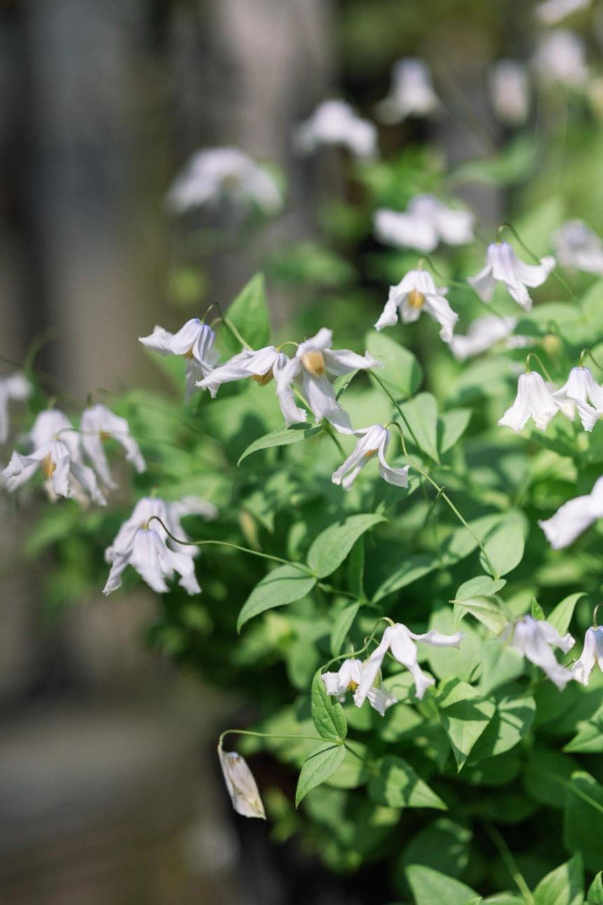 Clematis【Twinkle】- LivePlant｜Clematis Integrifolia 闪烁｜Cold hardy｜Cut Flower