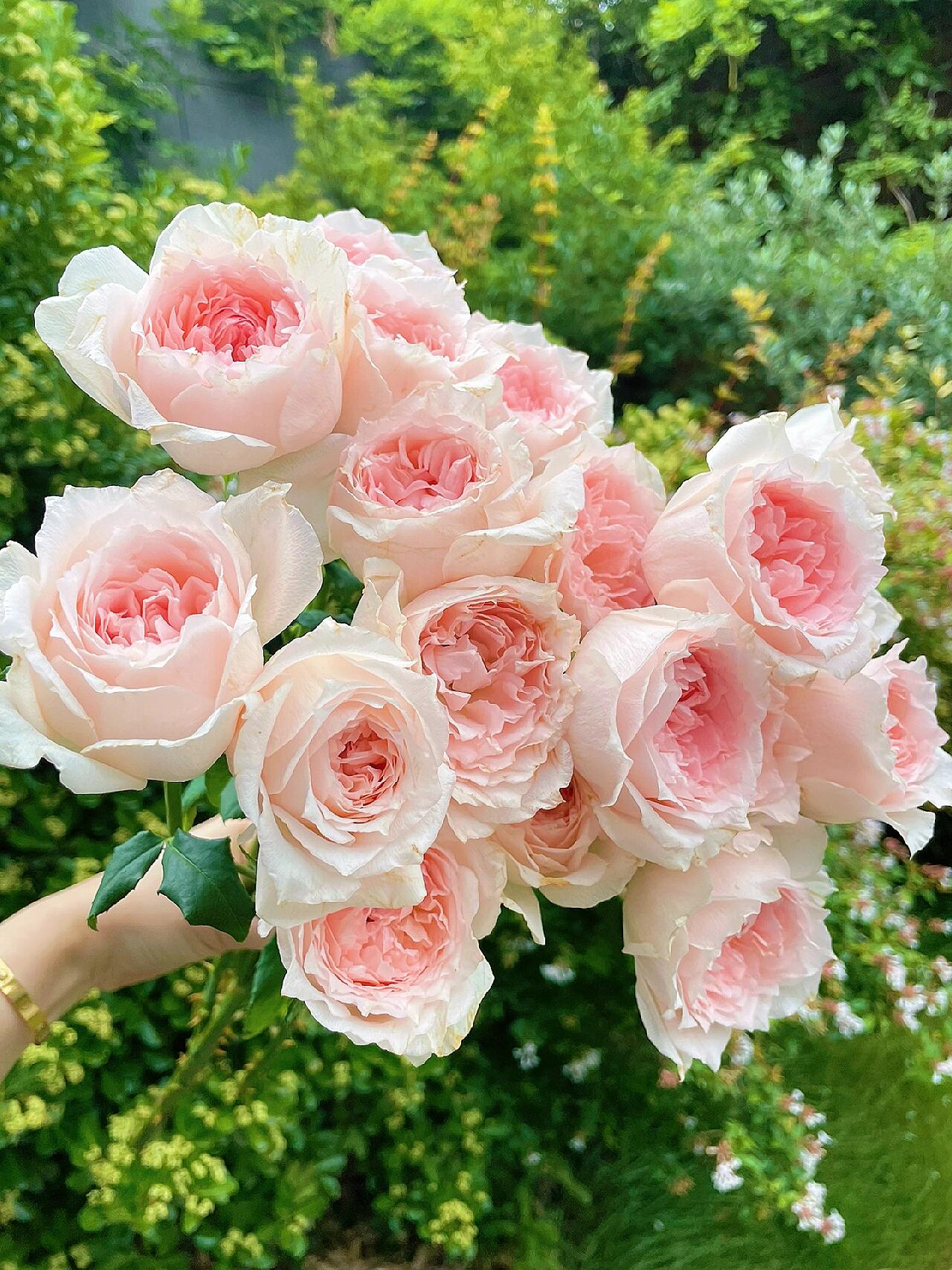 Rose【Flow｜フロウ】- Rare Japanese Rosa| 涌流| 今井清2018| Lotus Blossom| Heat Resistant | Easy to Grow| Lovely Flowers| Rich in color