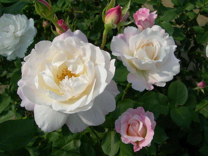 Rose【Princess Tenko｜プリンセステンコー】- 3 Gal LivePlant｜Rare Japanese Rosa｜天宫公主｜Large Bloom｜Heat Resistant |Floribunda Rose| Gradient