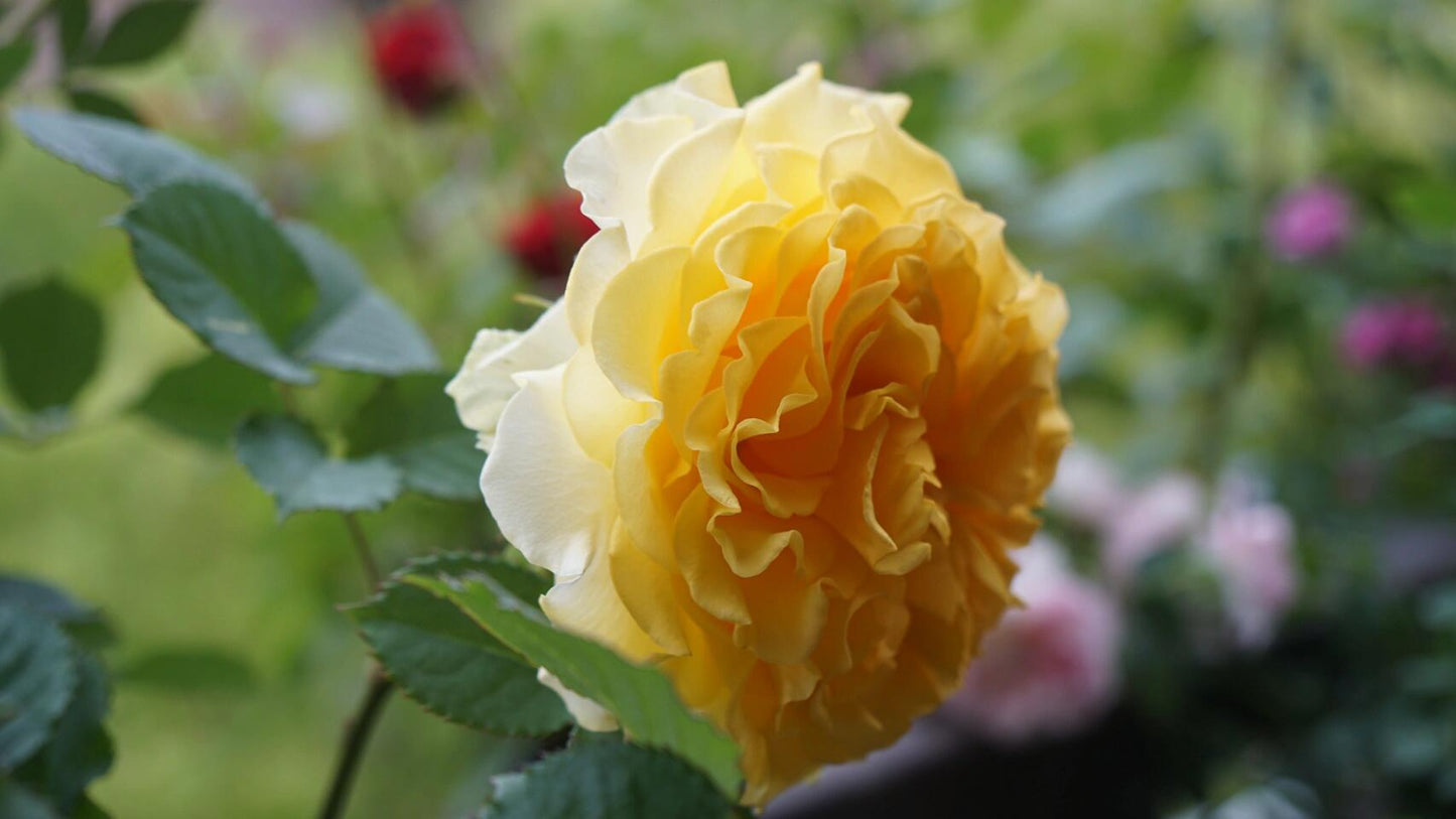 Rose【Shell｜貝殻】-1.5 Gal OwnRoot LivePlant｜Popular Japanese Floribunda Rose 贝壳｜Large Bloom｜Long vase life| Heat Resistant| Easy to Grow| Lace